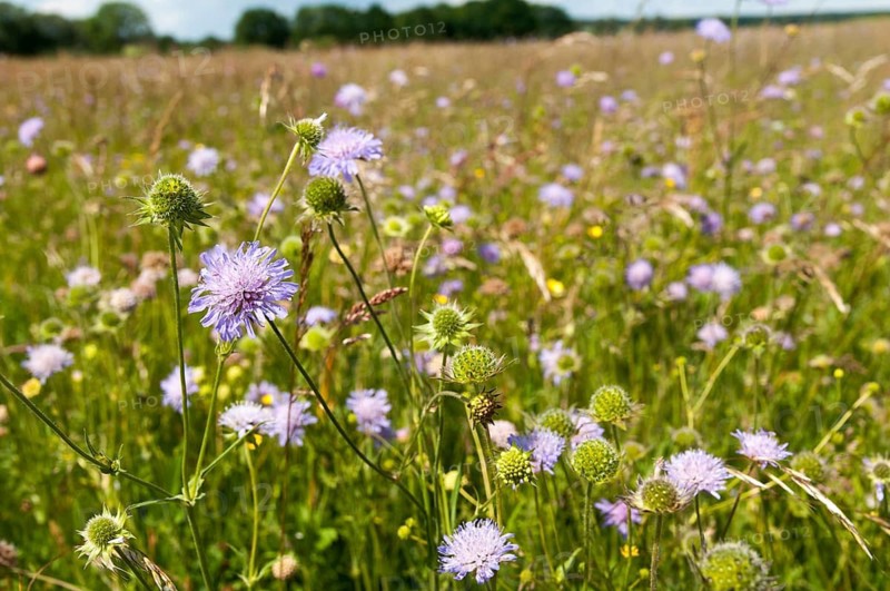 Field widow flower, asteraceae, dipsacaceae, card family, knautia arvensis, daisy flower, meadow widow flower, meadow scabious, flora, fresh meadow, smooth roast meadow, plants, plants