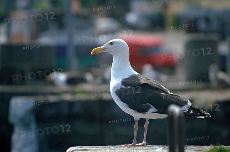 Great black-headed gull, Larus marinus, clotted gull, adult, birds, charadriiformes, adult, sexually mature, gulls, leo, limikolen, seagulls, birds