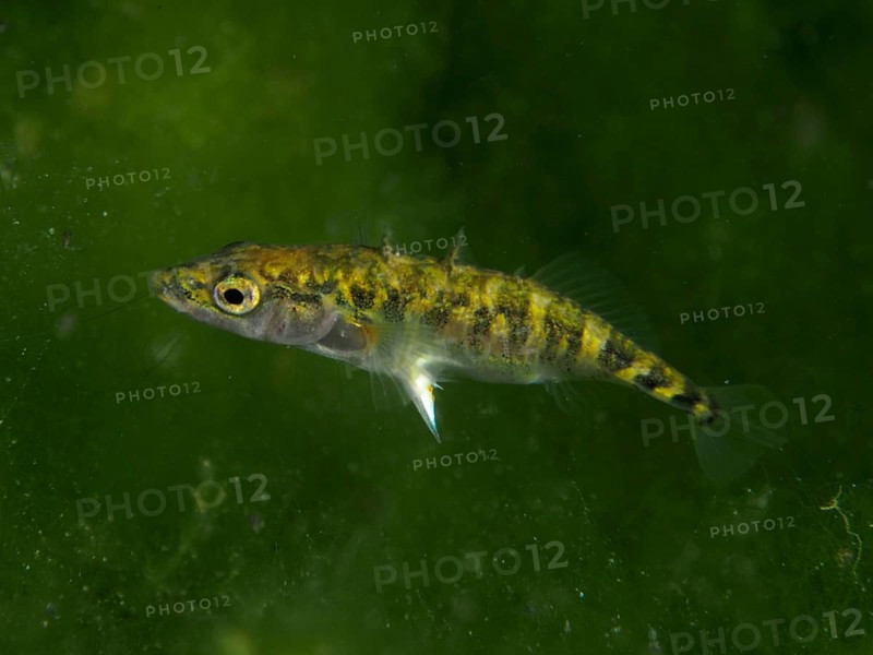 A small fish, Three-spined stickleback (Gasterosteus aculeatus), swimming through the green, algae-covered water, dive site Klosterinsel, Rheinau, Canton Zurich, Rhine, Upper Rhine, Switzerland, Germany