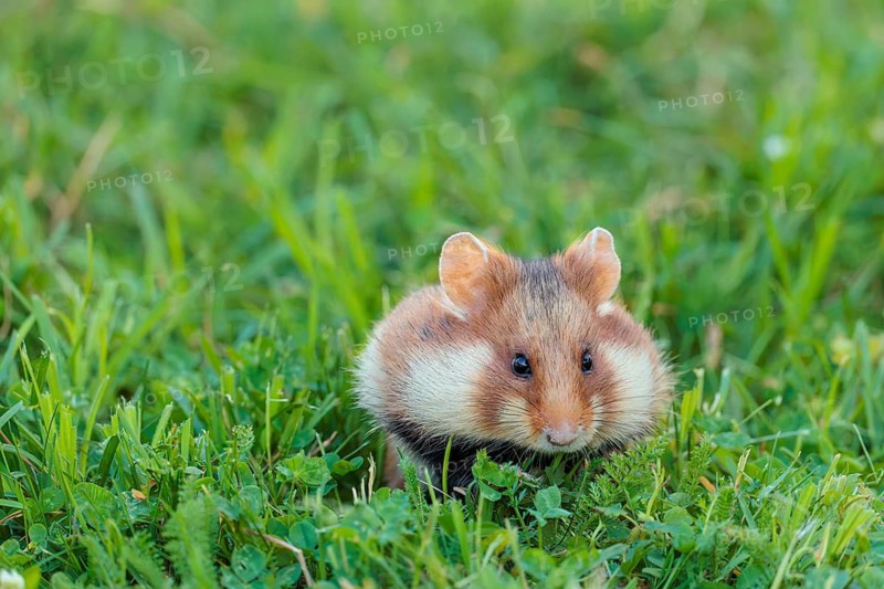 A European hamster (Cricetus cricetus) collects herbs, grass and blossoms in a green meadow. Vienna, Austria
