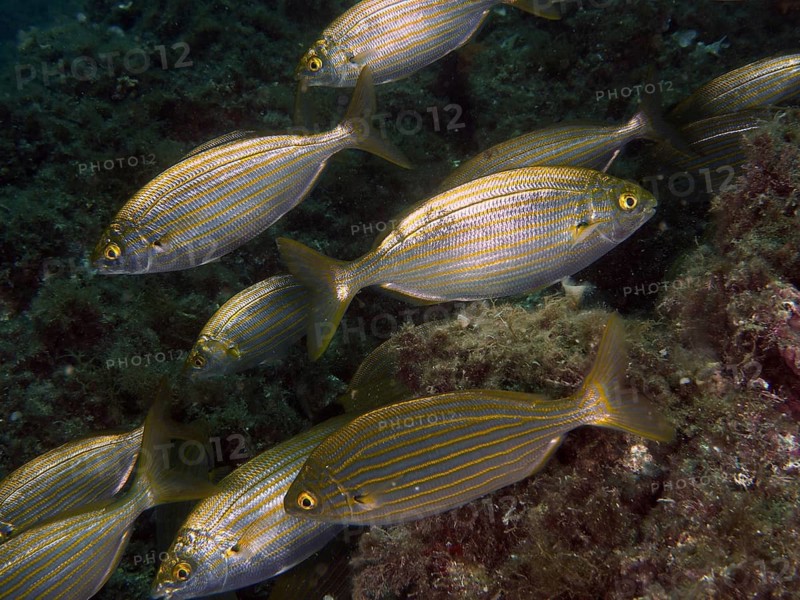 Several striped fish, salps (Sarpa salpa), swim together in the underwater landscape at the Cap de Creus Marine Reserve dive site, Rosas, Costa Brava, Spain, Mediterranean Sea