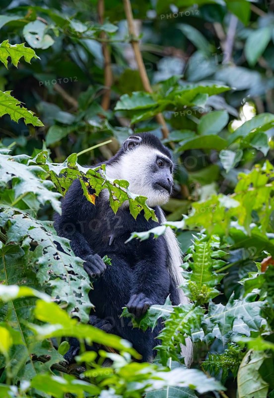 West African guereza or mantelaffe (Colobus guereza occidentalis) eating leaves, Bigodi, Western Region, Uganda