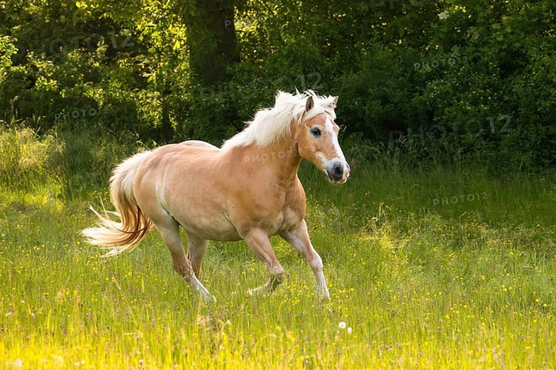 Horse, Haflinger, mare, galloping, galloping, in the evening, in the pasture