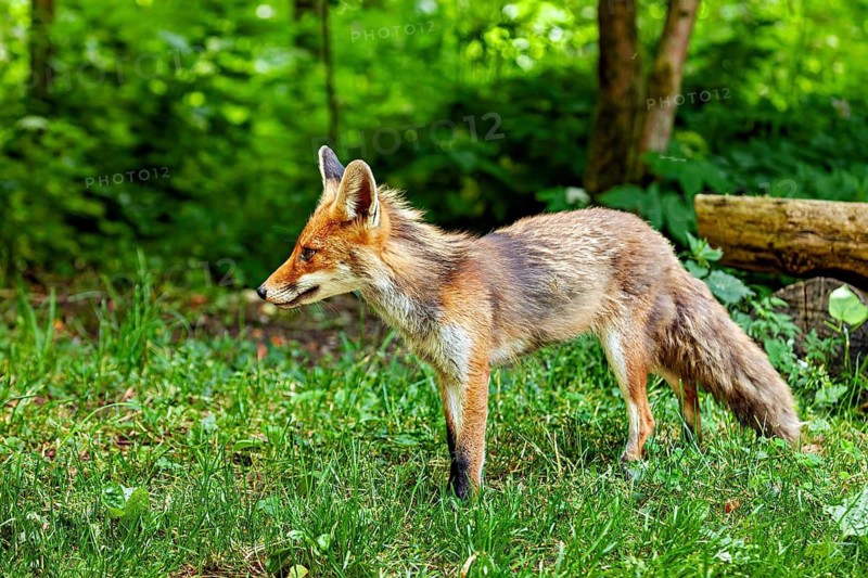 A fox stands alertly in a woodland clearing, surveying its surroundings. A red fox in the Hainich near Mühlhausen, Thuringia, Germany (Vulpes vulpes)