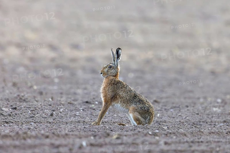 Alert European brown hare (Lepus europaeus) sitting in field in spring