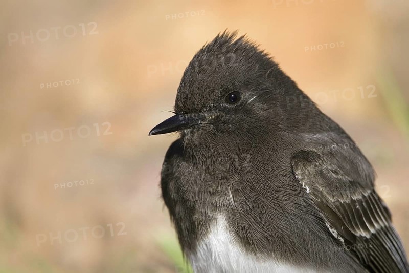 Black Phoebe (Sayornis nigricans), Arizona, USA