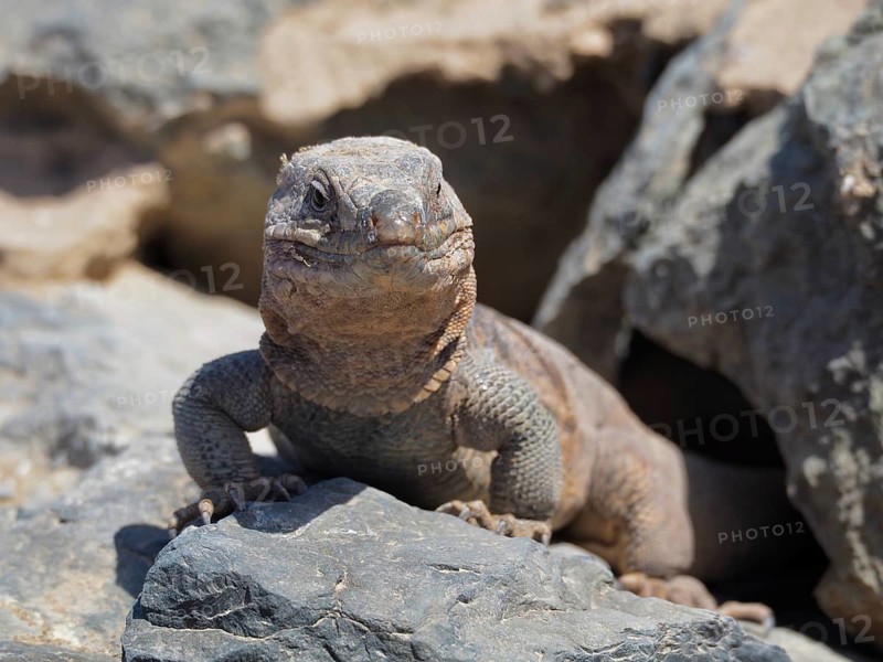 A Gran Canaria giant lizard (Gallotia stehlini) peeks out of a cave between rocks, Gran Canaria, Spain