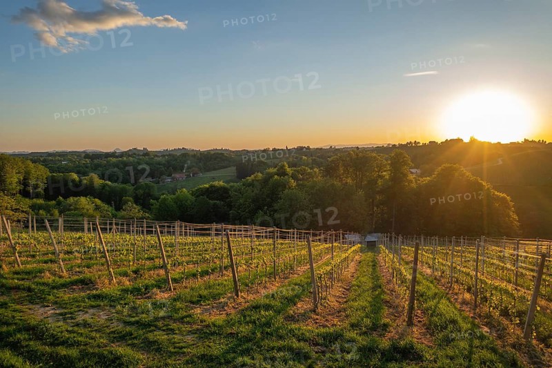 Vineyards in the evening light, Veliki Brebreviations, Jeruzalem, Ormož, Slovenia