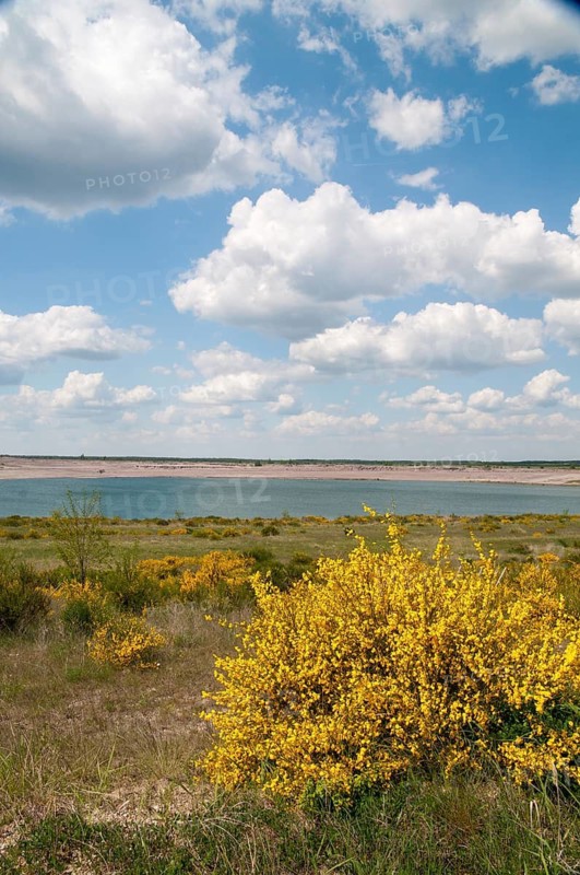 2008, Brandenburg, Germany, Nabu, Nabu project, national natural heritage, natural paradise Grünhaus, Nordrandschlauch, post-mining landscape, Grünhaus, high size, portrait format, landscape, landscape