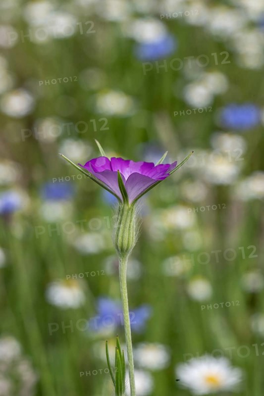 Corncock (Agrostemma githago) in front of daisies (Leucanthemum vulgare) and cornflowers (Centaurea cyanea), Emsland, Lower Saxony, Germany