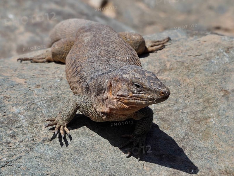A Gran Canaria giant lizard (Gallotia stehlini) on a rock in a sunny desert landscape, Gran Canaria, Spain