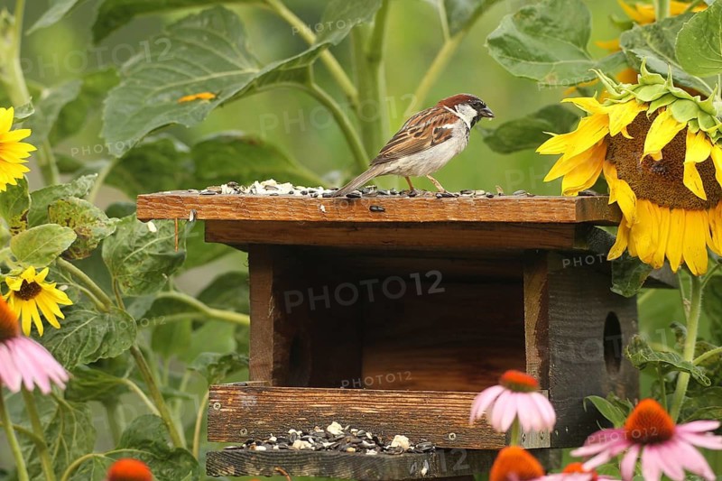 A male house sparrow (Passer domesticus) eats sunflower seeds at the summer bird feeder in the garden, amongst flowering sunflowers and purple coneflowers (Echinacea purpurea), after a rain shower, Allgäu, Bavaria, Germany