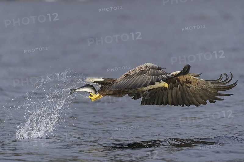 White-tailed Eagle (Haliaeetus albicilla) flying, Nord-Trondelag, Norway