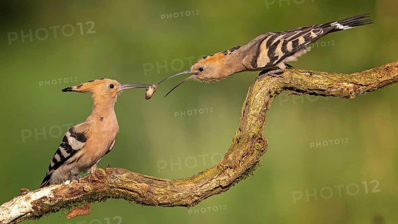 Hoopoe (Upupa epops) – Bird of the Year 2022, Male bringing food to the female, courtship gift, prey, foraging, interaction, pair, pair formation, mating, raised crest, sunrise, interaction, feeding, climate change, Middle Elbe Biosphere Reserve, Saxony-Anhalt, Germany