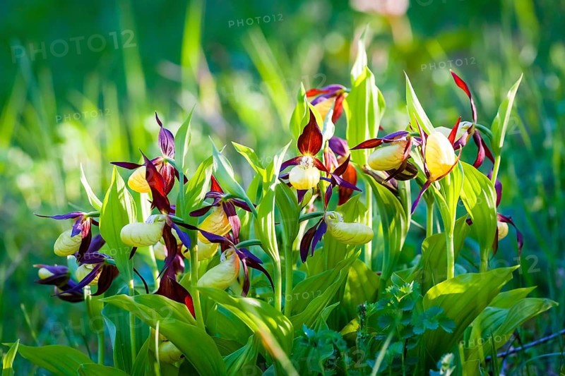 Flowers, plants, blossom, blooms, orchid, orchids, Venus Slipper (Cypredium calceolus), Germany