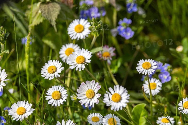 Daisies (Bellis perennis) in a meadow in spring. Gomadingen, Baden-Württemberg, Germany