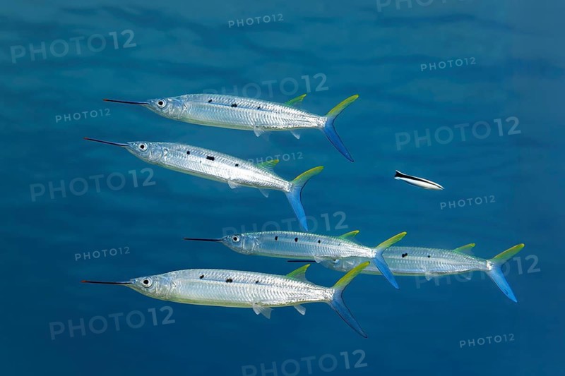 Small shoal of Red Sea Halfbeaks (Hemiramphus far) swimming close to the surface, Makadi Bay, Port Safaga, Egypt