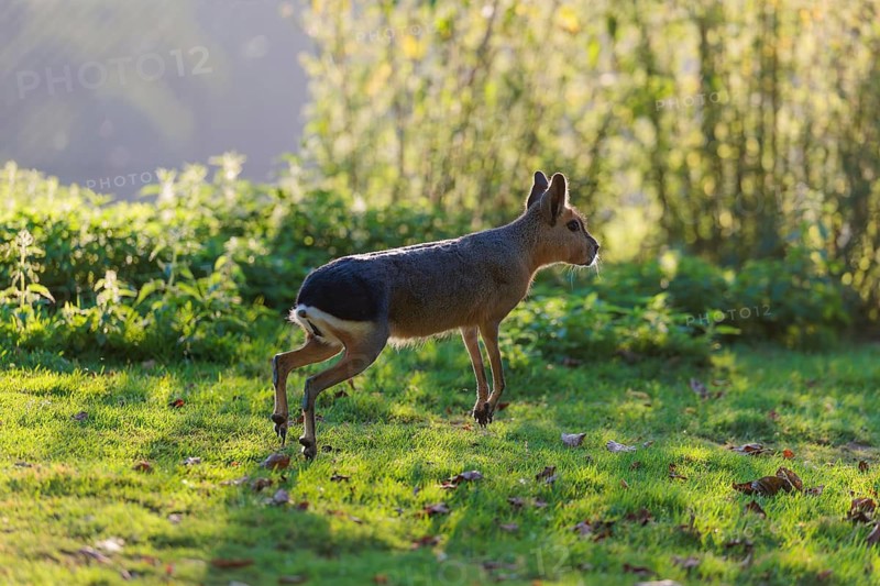 A Patagonian mara (Dolichotis patagonum) leaps across a meadow against the light. In the background, the green vegetation is bathed in light