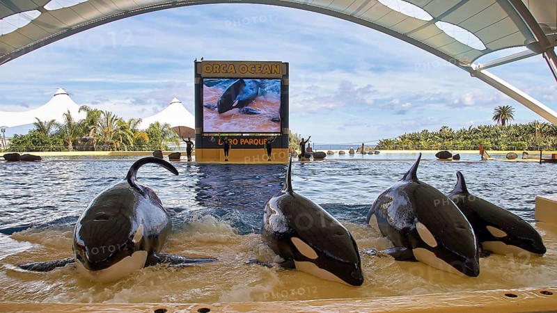Four orcas perform a synchronised show in front of a large screen in a water park, orcas (Orcinus orca), orca show, whales, killer whales, animal show, Loro Parque, Puerto de la Cruz, Tenerife, Canary Islands, Spain