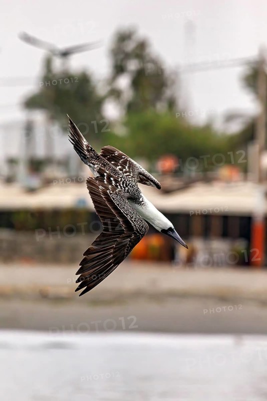 A bird flies swiftly across a coastal landscape, South American boobies on the rocks of the Ballestas Islands near Paracas in Peru (Sula variegata)