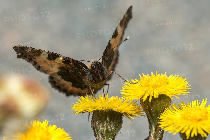 Aglais urticae, asteraceae, coltsfoot, small fox, daisy, nymphalis urticae, small tortoiseshell, tussilago farfara, butterfly, coltsfoot, flora, insects, plants, plants, butterfly, butterflies