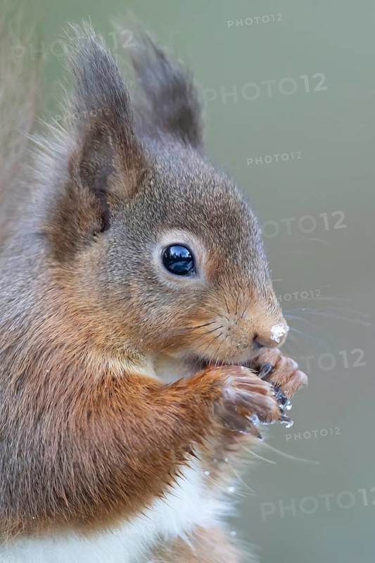 Red squirrel (Sciurus vulgaris) adult rodent animal eating a nut in winter, England, United Kingdom