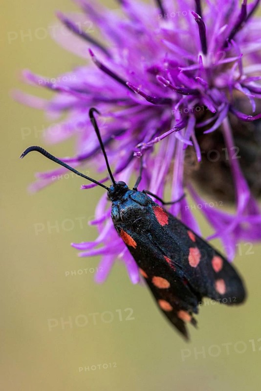 Ringed crown wig, billowing burnet, variable burnet moth, variable red ram, zygaena ephialtes, blood droplets, butterfly, high size, portrait format, insects, moths, moths, moths, moths, moths, moths, moths, moths, ram