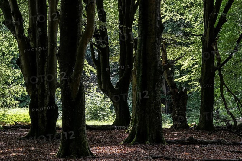 Old European beech trees (Fagus sylvatica), Emsland, Lower Saxony, Germany