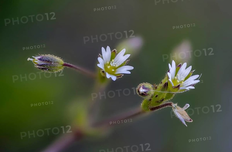 Caryophyllaceae, Cerastium pumilum, dark hornwort, European chickweed, hornwort, clove family, low hornwort, dwarf mouse-ear, flora, plants, plants