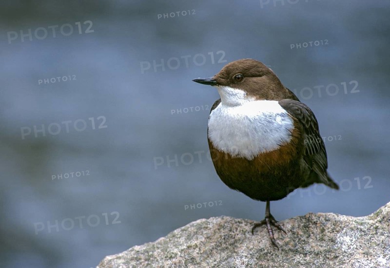 Cinclus cinclus, dippers, dippers, birds, leo, passeri, songbirds, birds