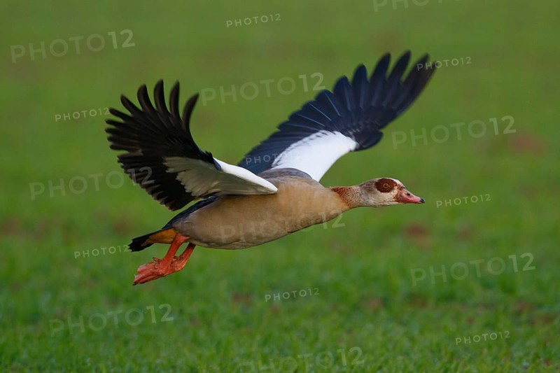 Egyptian Goose (Alopochen aegyptiaca) flying, North Rhine-Westphalia, Germany