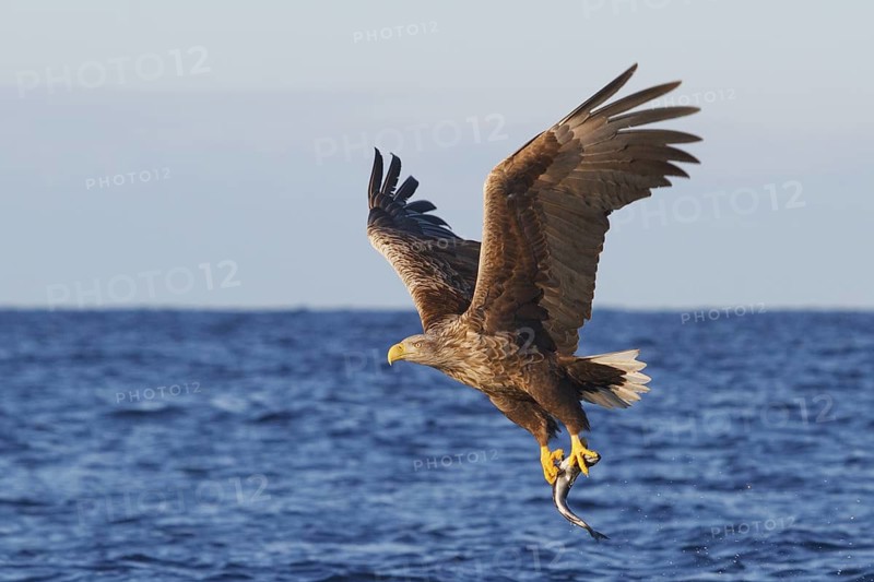 White-tailed Eagle (Haliaeetus albicilla) flying, Norway