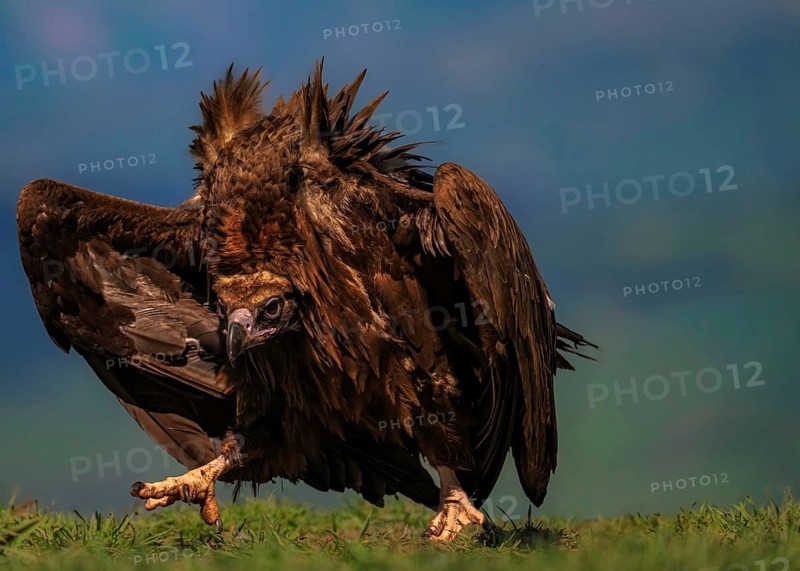 Black vulture (Aegypius monachus) on the ground on a grassy area, Pyrenees, Spain