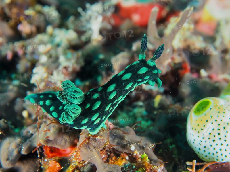 Green-spotted nudibranch, neon star nudibranch (Nembrotha cristata), SD dive site, Nusa Ceningan, Nusa Penida, Bali, Indonesia