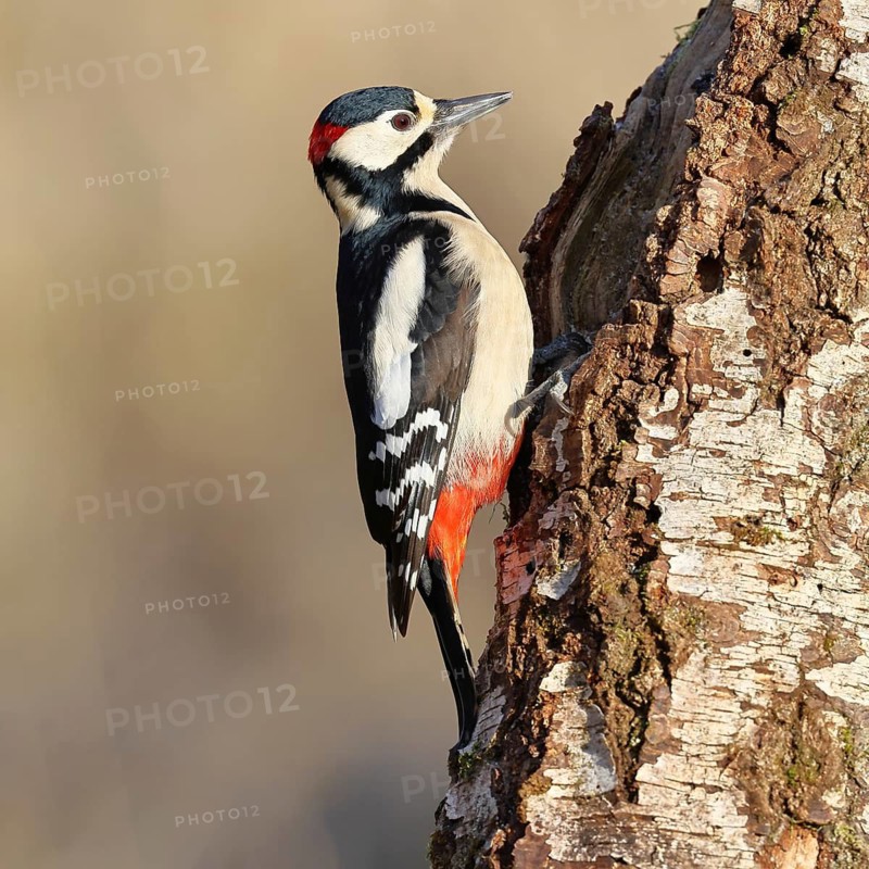 Great Spotted Woodpecker (Dendrocopus major), male, foraging on the trunk of a silver birch (Betula pendula), wildlife, woodpeckers, nature photography, autumn, Wilnsdorf, North Rhine-Westphalia, Germany