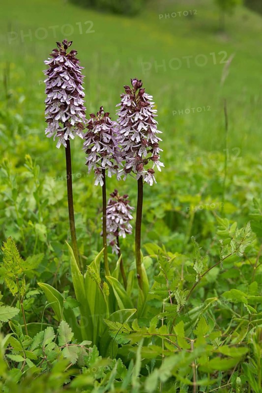 Lady orchid, orchidaceae, orchids, orchids, orchis purpurea, purple orchid, high size, vertical format, plants, plants
