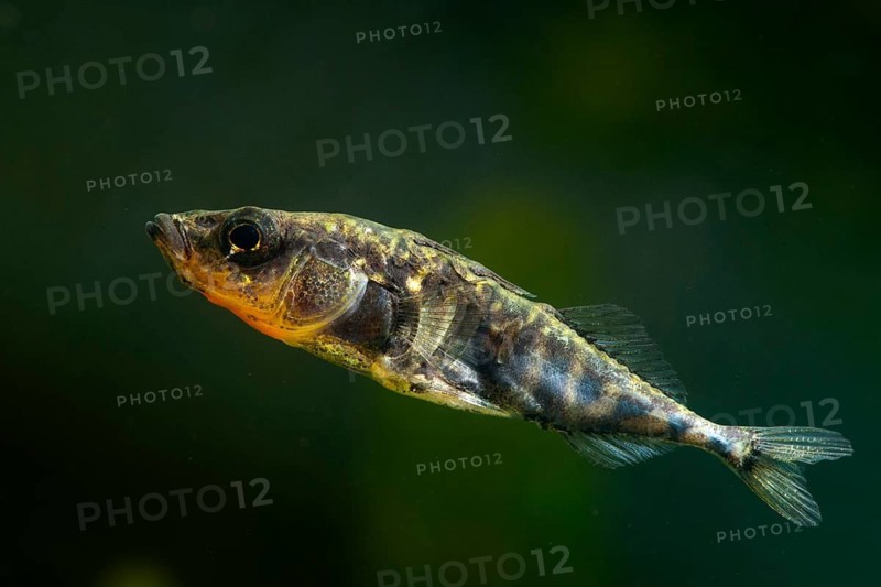Three-spined stickleback, gasterosteus aculeatus, stickleback, three-spined stickleback, fish, fishes, ill, sick, male, pisces, stickleback