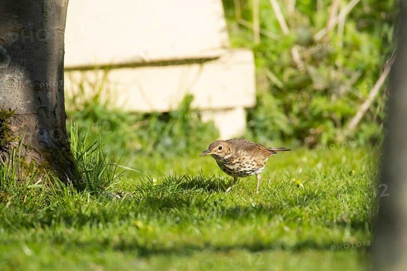 Song thrush (Turdus philomelos) adult bird feeding on a garden grass lawn, Suffolk, England, United Kingdom