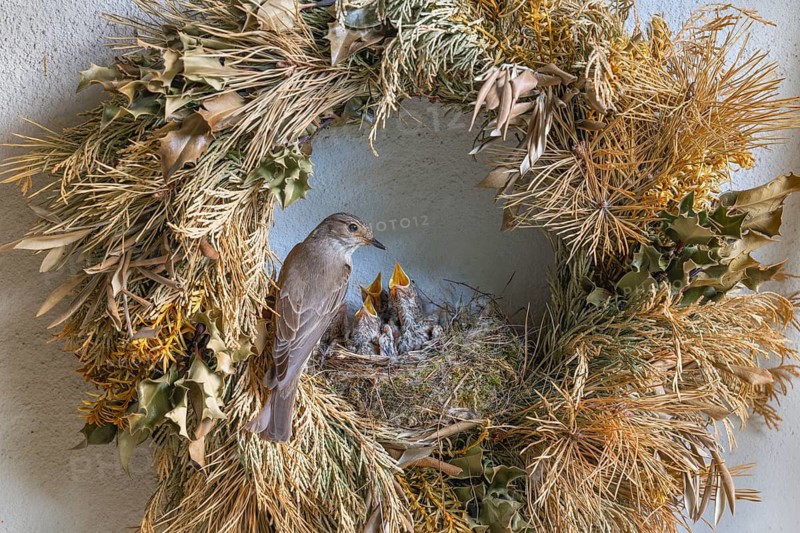 A spotted flycatcher (Muscicapa striata) feeding its young, the nest is in an old woven wreath hanging on the wall, Limbach, Burgenland, Austria