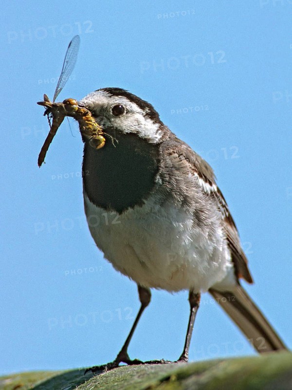 Wagtail, motacilla alba, white wagtail, prey, birds, capture, damselflies, dragonflies, foraging, heather barks, high size, portrait format, hunting, insects, hunting, leo, dragonflies, foraging, passeri, songbirds, birds