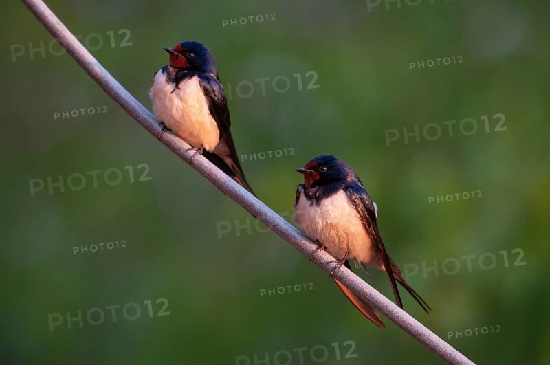 Hirundo rustica, house martin, swallow, birds, female, male, passeri, swallows, songbirds, songbirds, birds, female