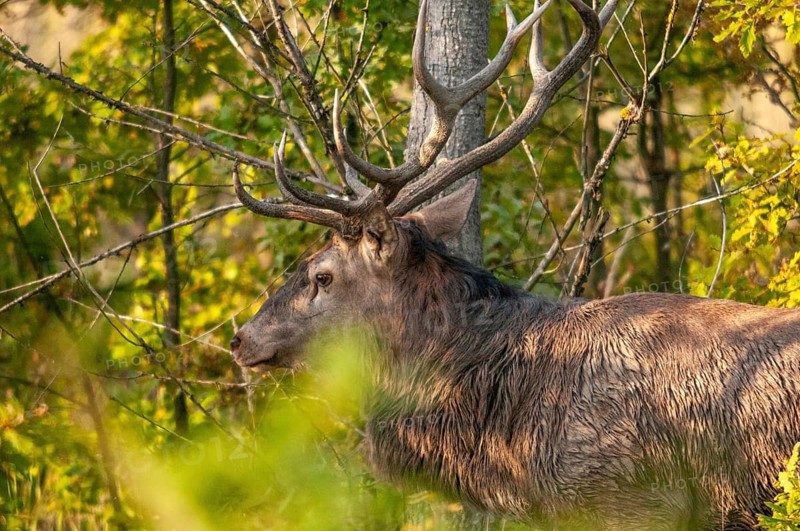 2010, artiodactyla, Brandenburg, Cervus Elaphus, even-töd ungulate, Germany, national natural heritage, natural paradise Grünhaus, cloven-hoofed, red deer, red deer, post-mining landscape, green house, deer, males, mammals, males, mammals, mammals, males, mammals