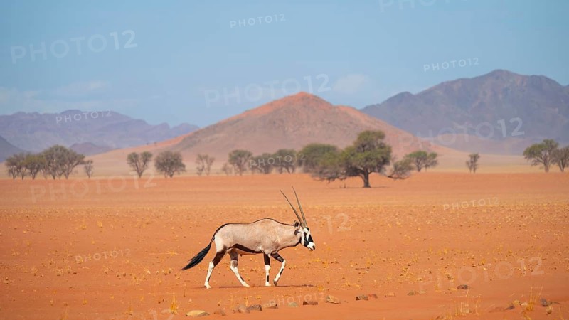 Roebuck (Oryx gazella), Oryx antelope, NamibRand, Namib Desert, Namibia