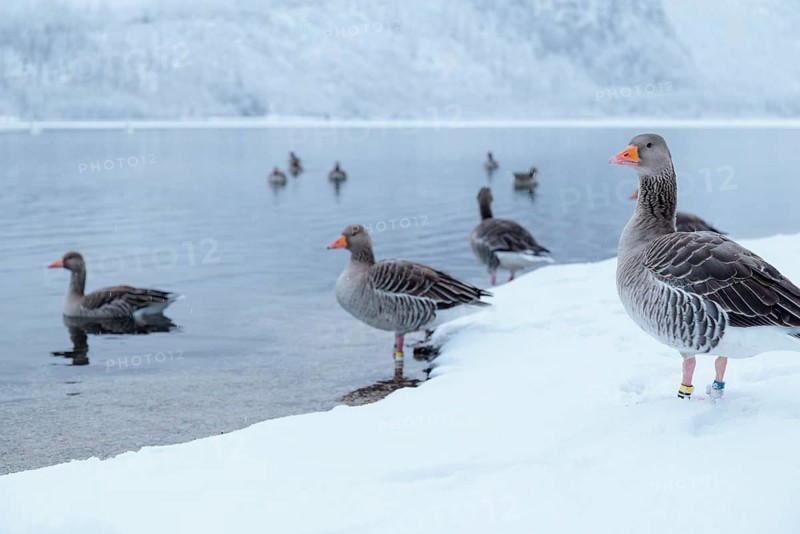 On a cloudy winter day, as snow falls, a few gray geese (Anser anser) stand in the snow on the shore of a lake. Austria