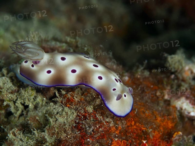 White nudibranch with purple spots, the Tryon's nudibranch (Hypselodoris tryoni), on a colourful coral reef, at the Gondol Reef dive site, Gondol, Bali, Indonesia