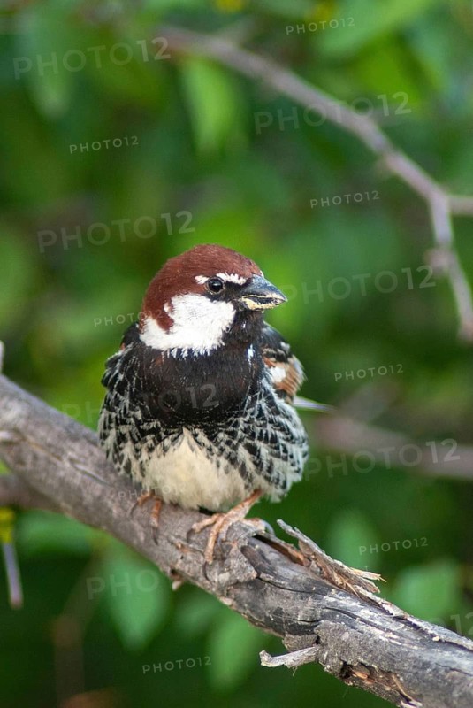 Passer hispaniolensis, Spanish sparrow, willow sparrow, birds, Bulgaria, high size, portrait, male, passeri, songbirds, sparrows, birds