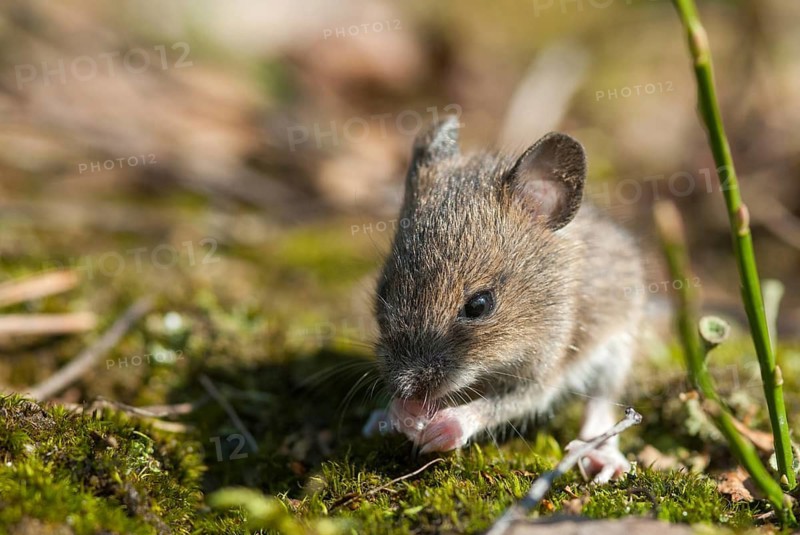 Apodemus sylvaticus, long-tailed field mouse, rodents, rodentia, woodmouse, adolescent, juvenile, leo, mammals, mouse, muroids, mice, rodents, mammals