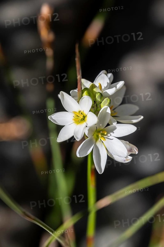 Corn Lily (Ixia polystachya), Eastern Cape, Southafrica