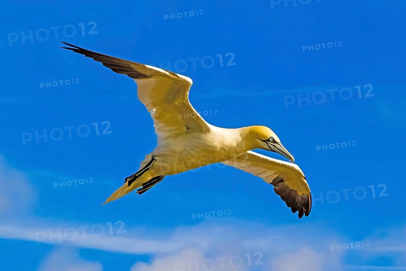 Northern Gannet (Morus bassanu), aerial photograph, blue sky, Heligoland, Schleswig-Holstein, Heligoland, Schleswig-Holstein, Federal Republic of Germany