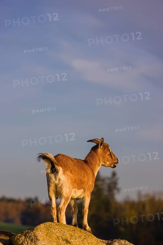 An African Pygmy goat Capra aegagrus hircus) stands on top of a rock, looking around